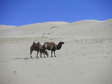 Chameaux de Mongolie